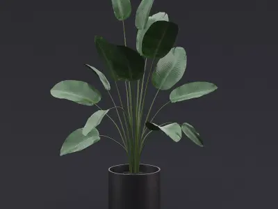 Bird Of Paradise I 3D model