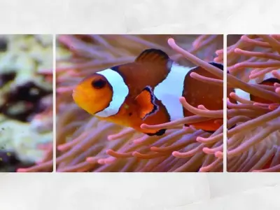 Triptych Wall Art Clownfish and Sea Anemone Low-poly 3D model