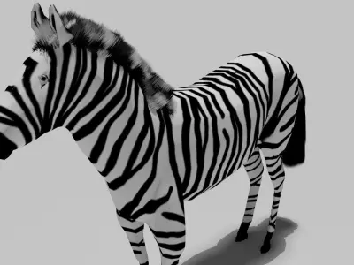 Zebra Free 3D model