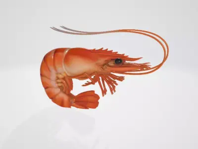 Shrimp 3D model