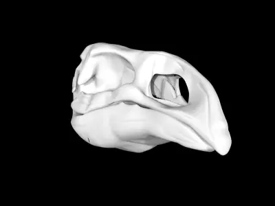 Moa skull Low-poly 3D model