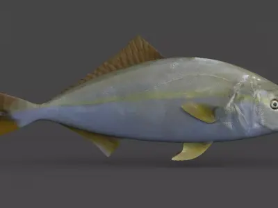 Amberjack Fish 3D model