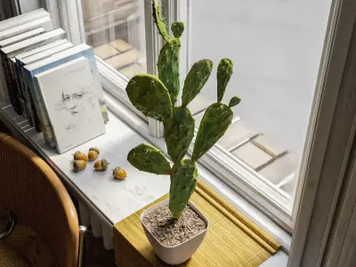  Watered Prickly Pear Cactus Potted Plant Model 