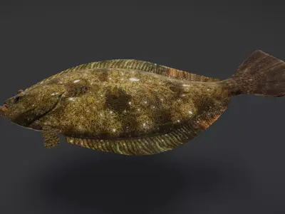 Realistic Flounder Animated 3D model
