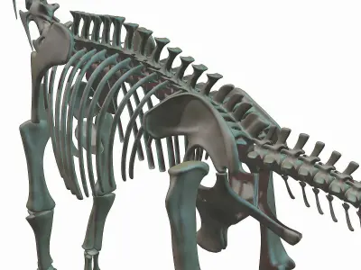 Brachiosaurus Skeleton 3D model Low-poly 3D model