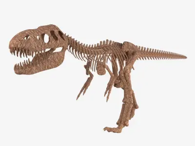 Tyrannosaurus Rex Skeleton 3D model