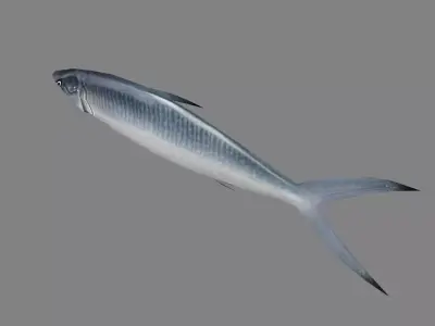 Cartoon Pacific saury Low-poly 3D model