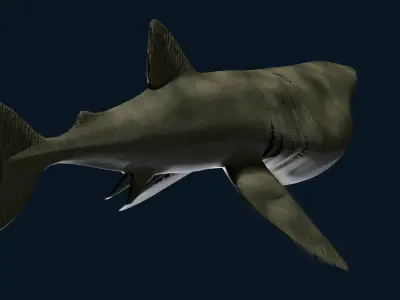 Basking Shark 3D model
