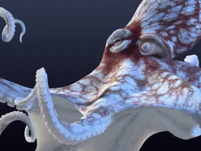 Cayman Octopus 3D model