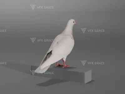 White Pigeon Animation -  VFX Grace 3D model