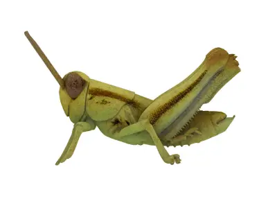 Grasshopper nymph Low-poly 3D model
