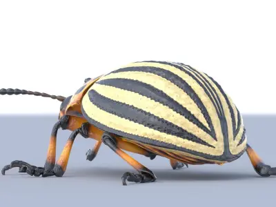 Colorado Potato Beetle Light 3D model