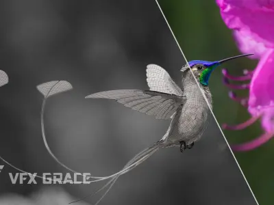 Hummingbird Animation VFX Grace 3D model