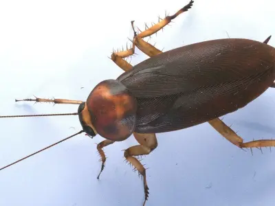Cockroach rigged and animated for Cinema 4d 3D model