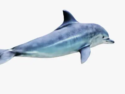 Dolphin Free 3D model