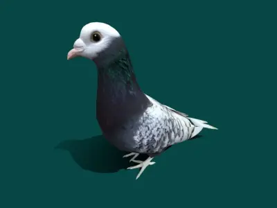 Saxon Monk Pigeon Bird Low-poly 3D model