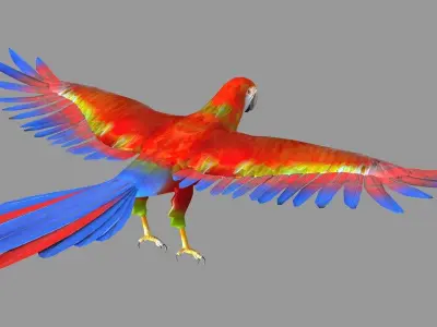 bird parrot wildlife feather parakeet  horizontal fish animal 3D model