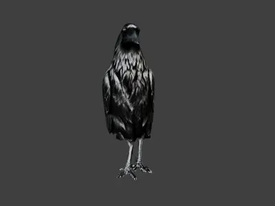 Crow Bird Low-poly 3D model