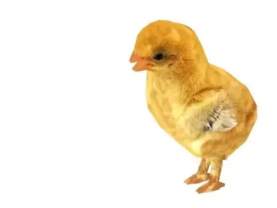 Animated Rigged Chick Low-poly 3D model