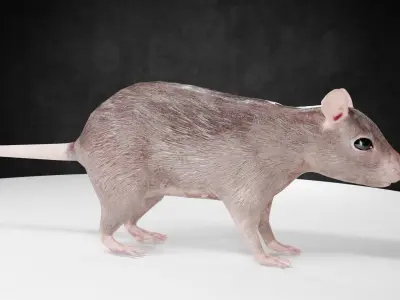 Mouse rat rigged  Animations Low-poly 3D model