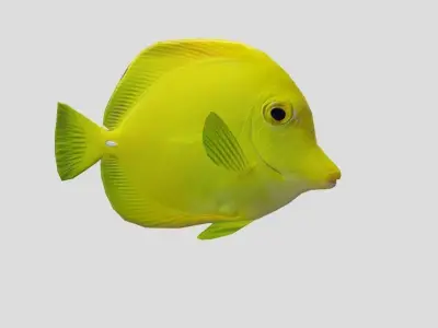 Yellow Tang Realistic Animated Low-poly 3D model