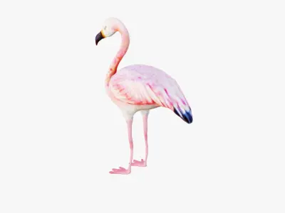 Flamingo Free 3D model