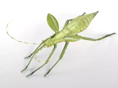 Jungle Nymph insect Low-poly 3D model