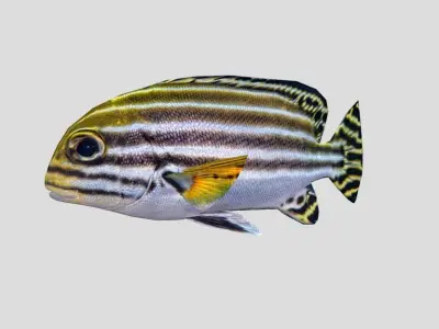 Striped sweetlips Low-poly 3D model