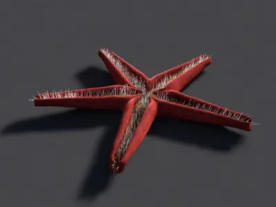 Red Star Fish Low-poly 3D model