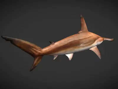 hammerhead sharks Low-poly 3D model