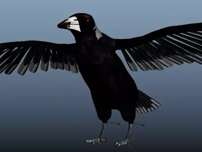 Australian Magpie Rigged 3D model