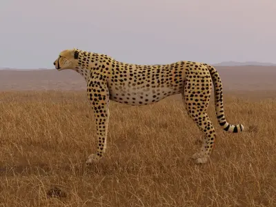 Cheetah Low-poly 3D model