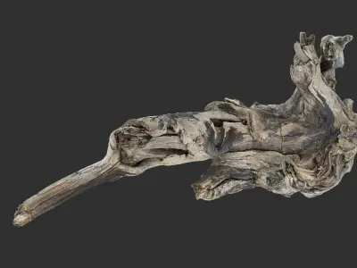 Tree Root 3D Scan 3D model