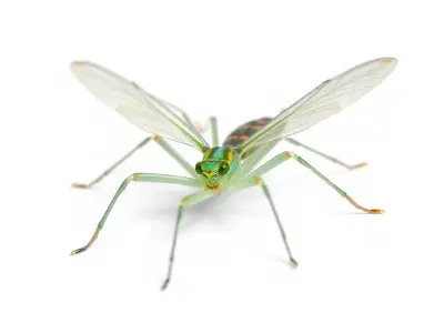 Green Insect Drone model pack Low-poly 3D model