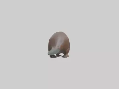 Platypus foraging model Low-poly 3D model