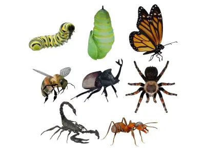 Insects Pack Ultra 3D model
