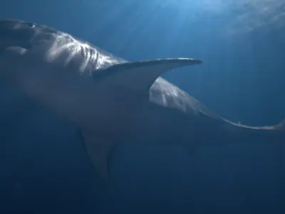 Realistic Great White Shark - Game Ready Rigged and Animated Low-poly 3D model