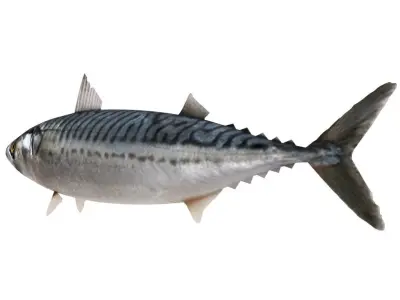 Fish Mackerel 3D model