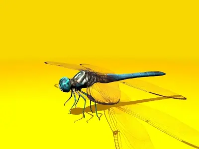 Dragonfly Full Rigged Low-poly 3D model