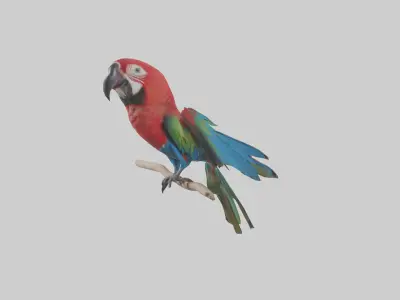 Greenwinged Macaw perched model Low-poly 3D model