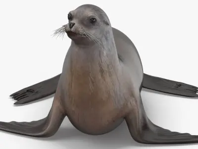 Sea Lion 3D model order