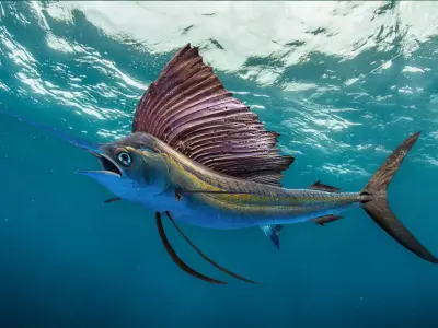 Realistic Sailfish Animated 3D model