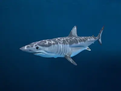 Shortfin Mako Shark 3D model