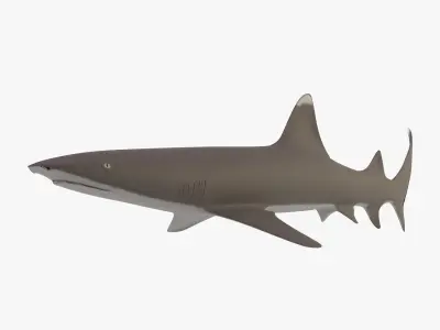 Whitetip Reef Shark Low-poly 3D model