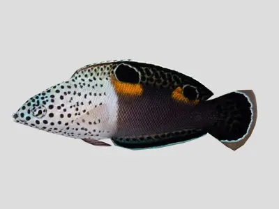 Clown Coris Low-poly 3D model