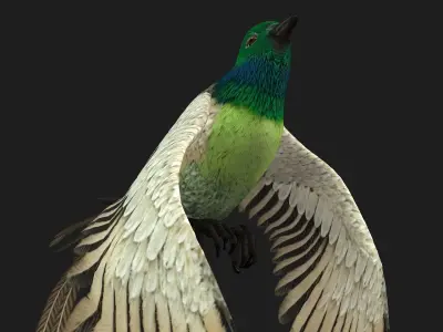 PheasantBird B3 3D model