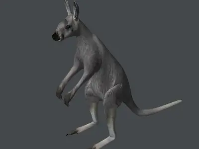 Grey Kangaroo 3D model