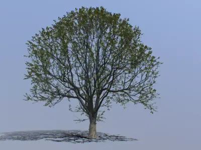 Tree 002 Free 3D model