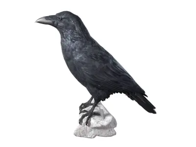 Raven Collection pair of crow statues 3D model