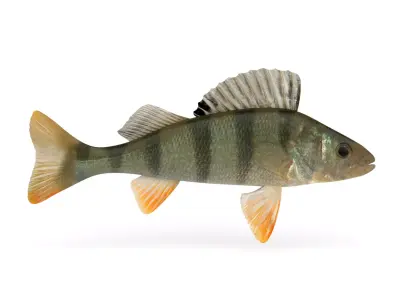 Perch Fish 3D model